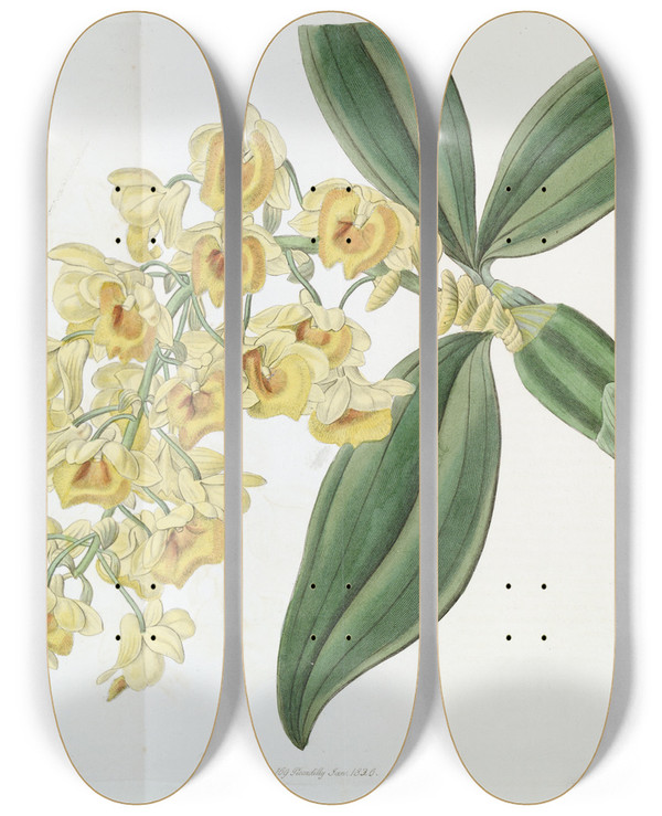 Triptych art skateboard deck of Sydenham Edwards Denseflowered Dendrobium by Sydenham Edwards (1768-1819)