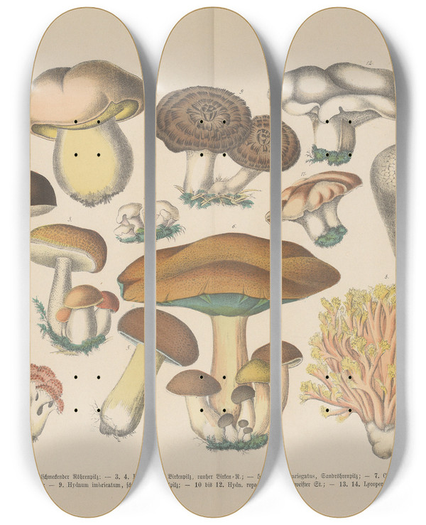 Triptych art skateboard deck of Carl Hoffmann Lehrbuch Der Praktischen Pflanzenkunde In Wort Und Bild Pl07 by Carl Hoffmann (1802-1883)