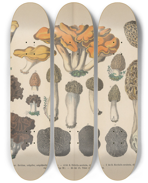 Triptych art skateboard deck of Carl Hoffmann Lehrbuch Der Praktischen Pflanzenkunde In Wort Und Bild Pl08 by Carl Hoffmann (1802-1883)