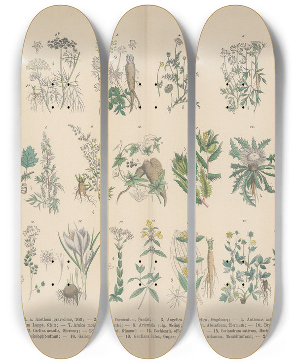 Triptych art skateboard deck of Carl Hoffmann Lehrbuch Der Praktischen Pflanzenkunde In Wort Und Bild Pl25 by Carl Hoffmann (1802-1883)