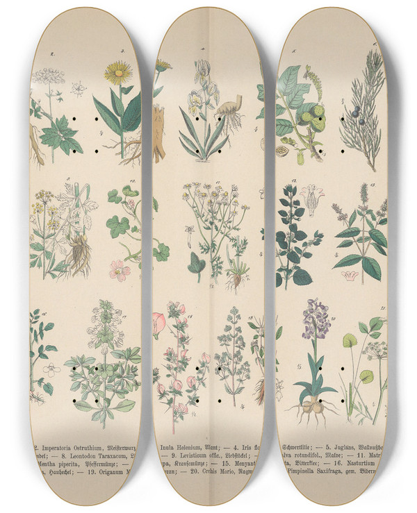 Triptych art skateboard deck of Carl Hoffmann Lehrbuch Der Praktischen Pflanzenkunde In Wort Und Bild Pl26 by Carl Hoffmann (1802-1883)