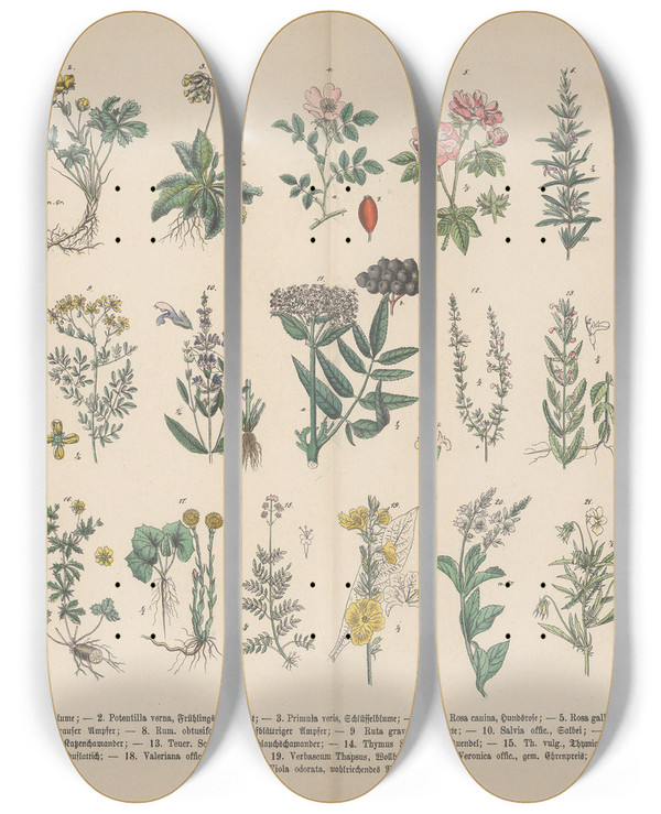 Triptych art skateboard deck of Carl Hoffmann Lehrbuch Der Praktischen Pflanzenkunde In Wort Und Bild Pl27 by Carl Hoffmann (1802-1883)