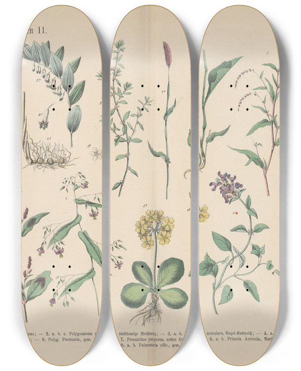 Triptych art skateboard deck of Carl Hoffmann Lehrbuch Der Praktischen Pflanzenkunde In Wort Und Bild Pl38 by Carl Hoffmann (1802-1883)