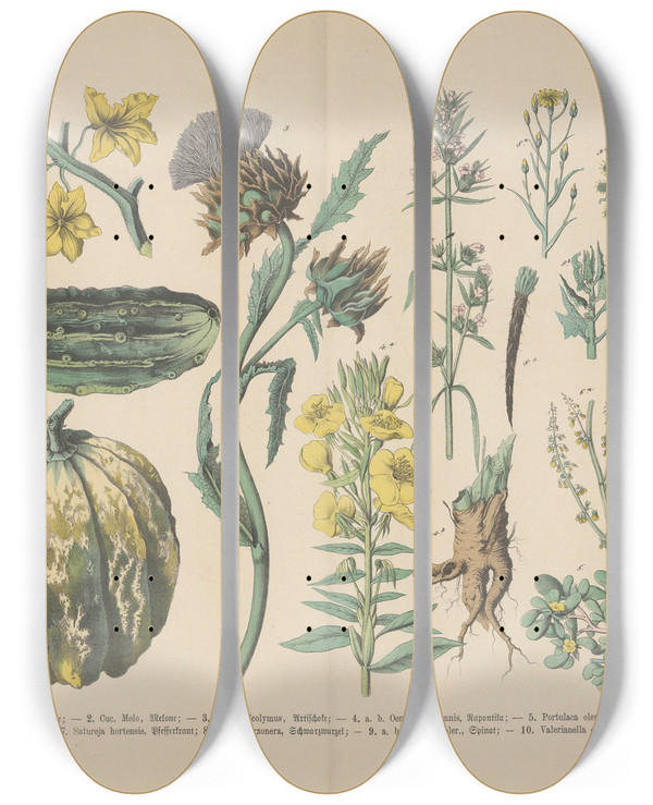 Triptych art skateboard deck of Carl Hoffmann Lehrbuch Der Praktischen Pflanzenkunde In Wort Und Bild Pl51 by Carl Hoffmann (1802-1883)