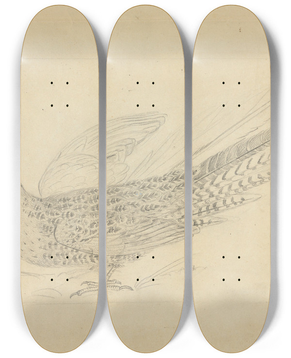 Triptych art skateboard deck of James Sowerby A Parrot 2 by James Sowerby (1757-1822)