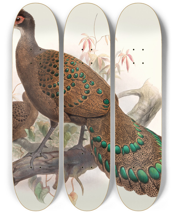Triptych art skateboard deck of Joseph Smit Polyplectron Bicalcaratum by Joseph Smit (1836-1929)