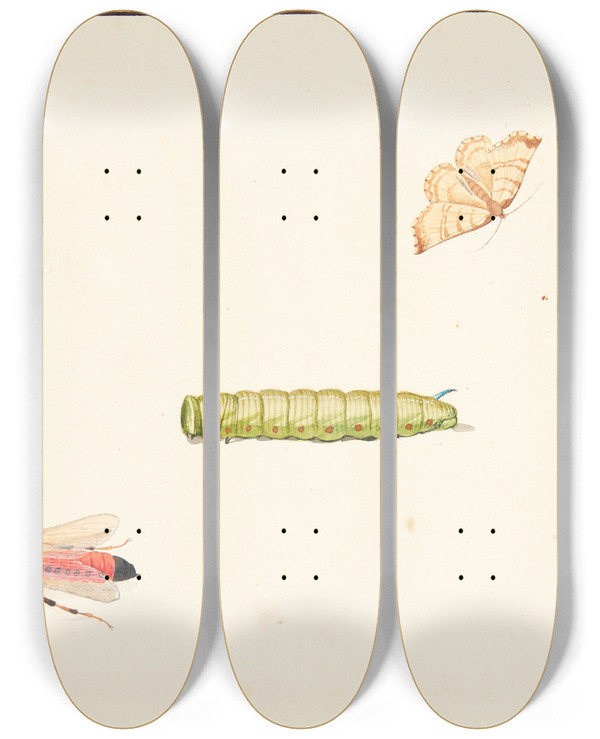 Triptych art skateboard deck of Pieter Holsteijn Tre Insektstudier by Pieter Holsteijn