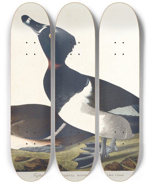 Triptych art skateboard deck of John James Audubon Tufted Duck by John James Audubon (1785-1851)