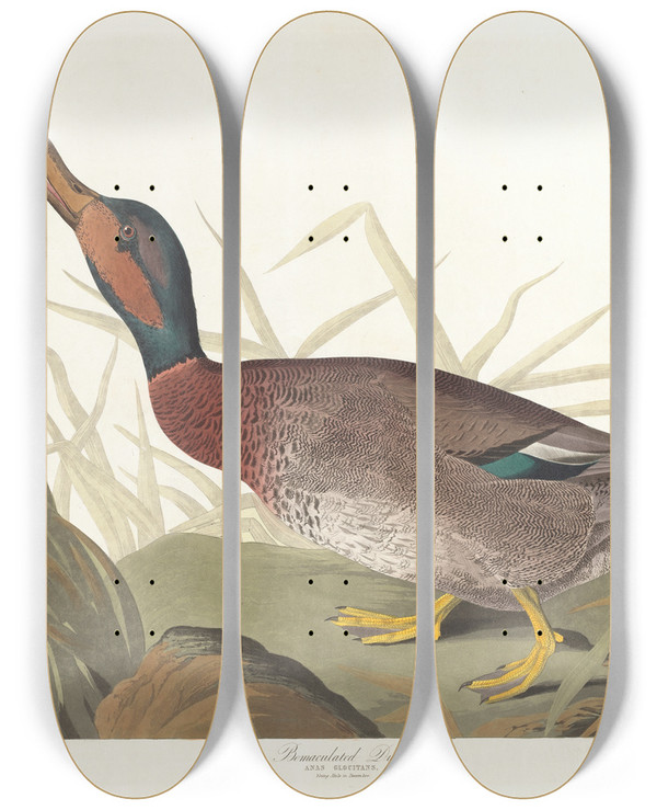 Triptych art skateboard deck of John James Audubon Bemaculated Duck by John James Audubon (1785-1851)
