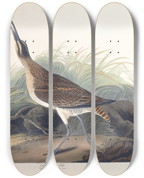 Triptych art skateboard deck of John James Audubon Great Equimaux Curlew by John James Audubon (1785-1851)