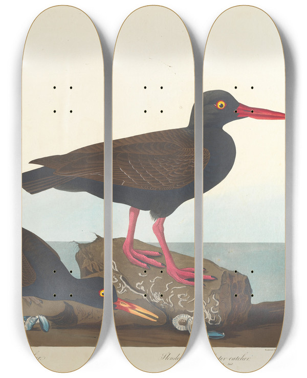 Triptych art skateboard deck of John James Audubon Whitelegged Oystercatcher Slenderbilled Oystercatcher by John James Audubon (1785-1851)
