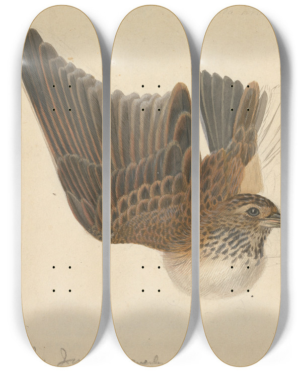 Triptych art skateboard deck of James Sowerby Eurasian Skylark_1 by James Sowerby (1757-1822)