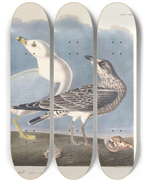 Triptych art skateboard deck of John James Audubon Common Gull by John James Audubon (1785-1851)