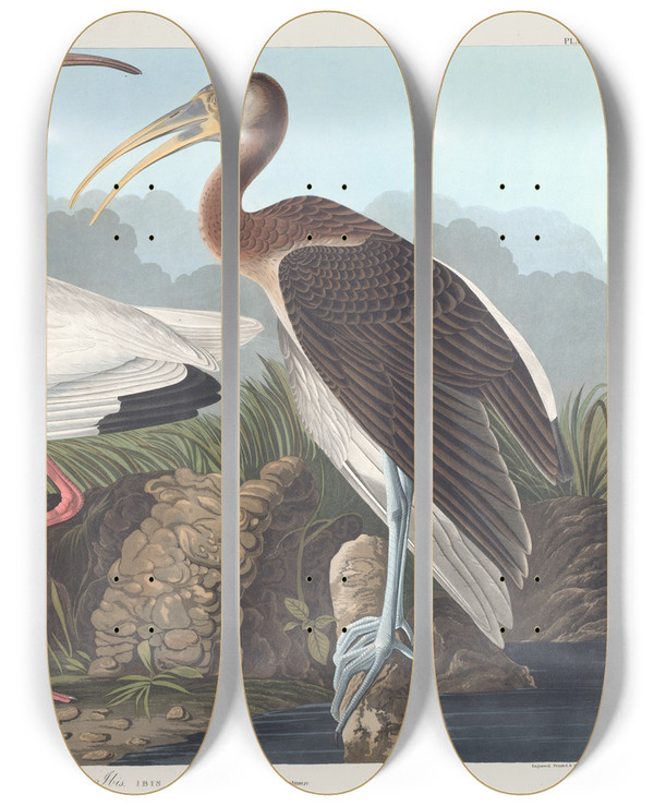 Triptych art skateboard deck of John James Audubon White Ibis by John James Audubon (1785-1851)