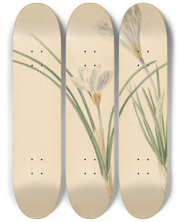 Triptych art skateboard deck of Jan Weissenbruch Drie Studies Van Krokussen by Jan Weissenbruch (1822-1880)