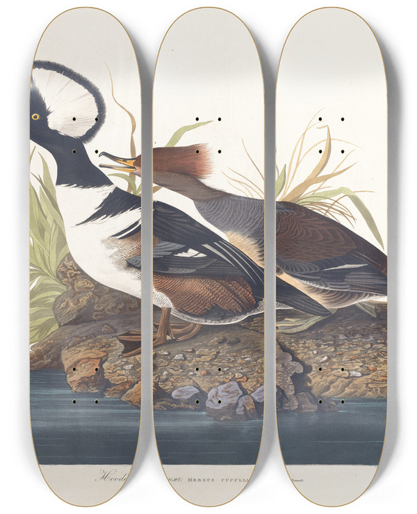 Triptych art skateboard deck of John James Audubon Hooded Merganser by John James Audubon (1785-1851)