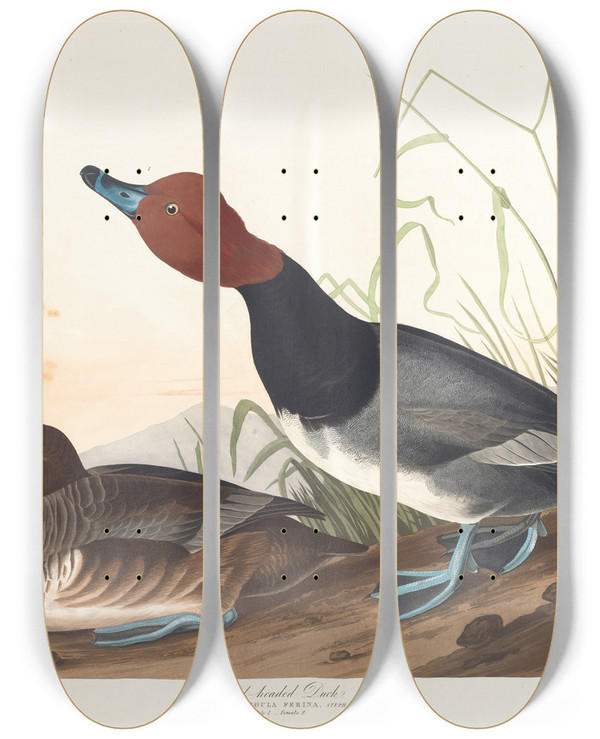 Triptych art skateboard deck of John James Audubon Redheaded Duck by John James Audubon (1785-1851)