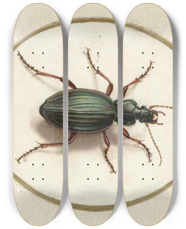 Triptych art skateboard deck of Jan Augustin Van Der Goes Gouden Loopkever by Jan Augustin van der Goes (1690-1700)