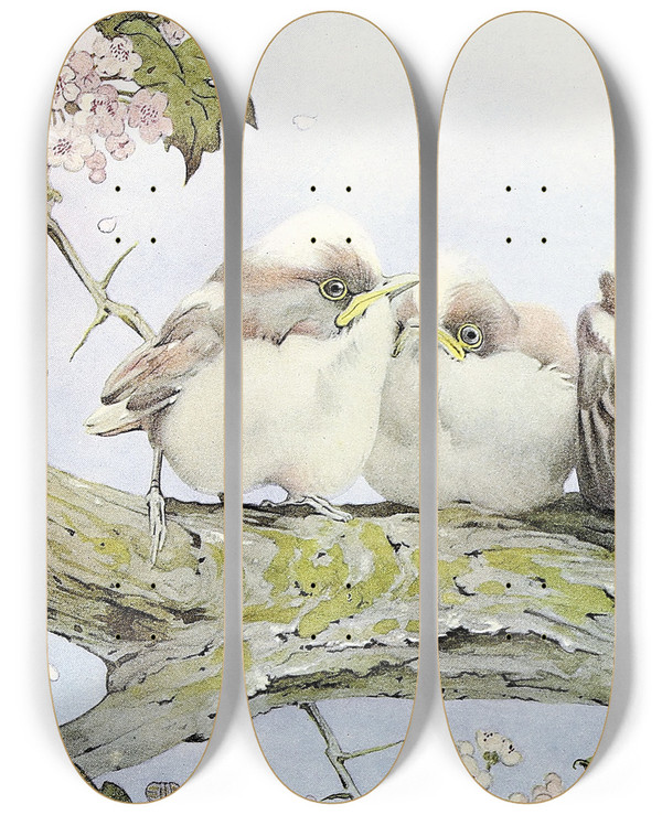 Triptych art skateboard deck of Edward Julius Detmold The Longtailed Tit by Edward Julius Detmold (1883-1957)