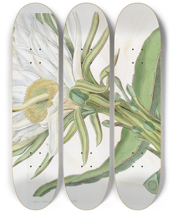 Triptych art skateboard deck of Sydenham Edwards Triangular Torchthistle by Sydenham Edwards (1768-1819)