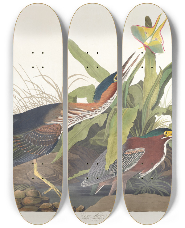 Triptych art skateboard deck of John James Audubon Green Heron by John James Audubon (1785-1851)