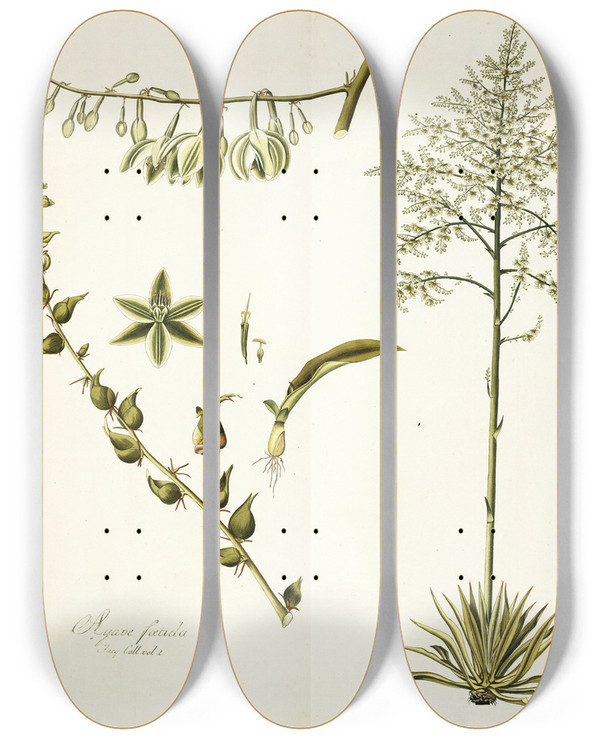 Triptych art skateboard deck of Nikolaus Joseph Freiherr Von Jacquin Agave Foetida by Nikolaus Joseph Freiherr Von Jacquin (1727-1817)