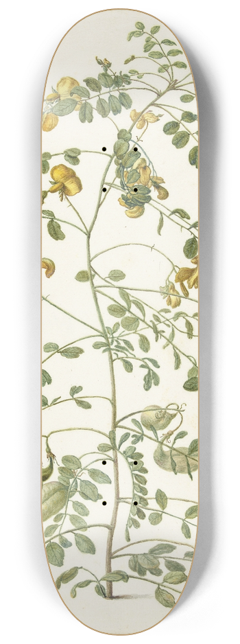 Herman Saftleven - Blazenstruik (Colutea arborescens) 8.25 inch art skate deck