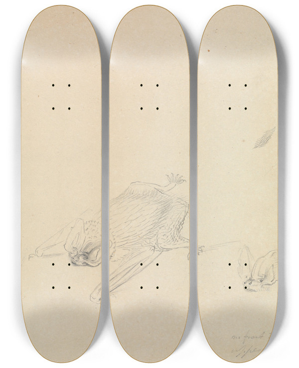 Triptych art skateboard deck of James Sowerby A Barbastelle Bat by James Sowerby (1757-1822)