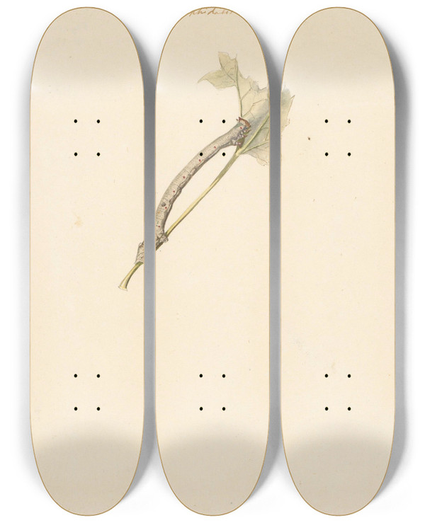 Triptych art skateboard deck of Albertus Steenbergen Studieblad Met Rups Amphidasis Betularia by Albertus Steenbergen (1814-1900)