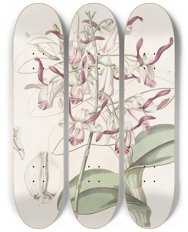 Triptych art skateboard deck of Sydenham Edwards Bullheaded Dendrobium by Sydenham Edwards (1768-1819)