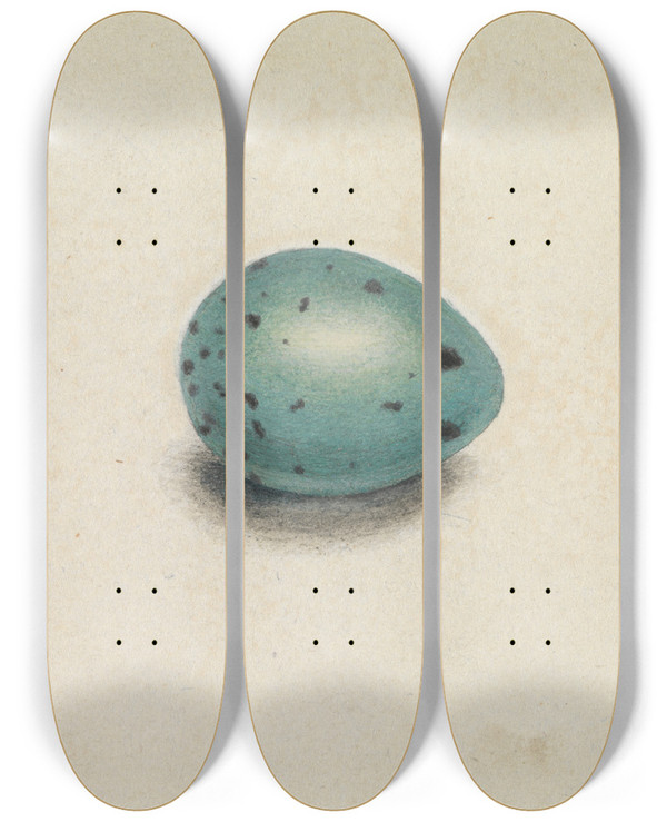 Triptych art skateboard deck of James Sowerby A Birds Egg by James Sowerby (1757-1822)