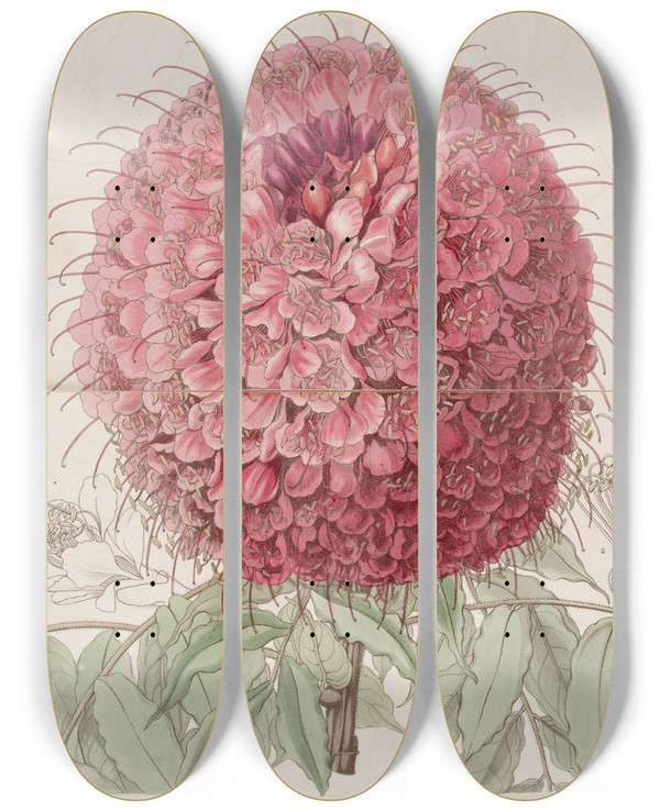 Triptych art skateboard deck of Sydenham Edwards Largeheaded Brownaea by Sydenham Edwards (1768-1819)