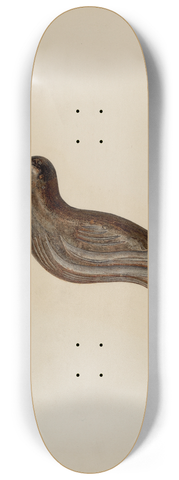 Hester Duany - Snipe 8.25 inch art skate deck