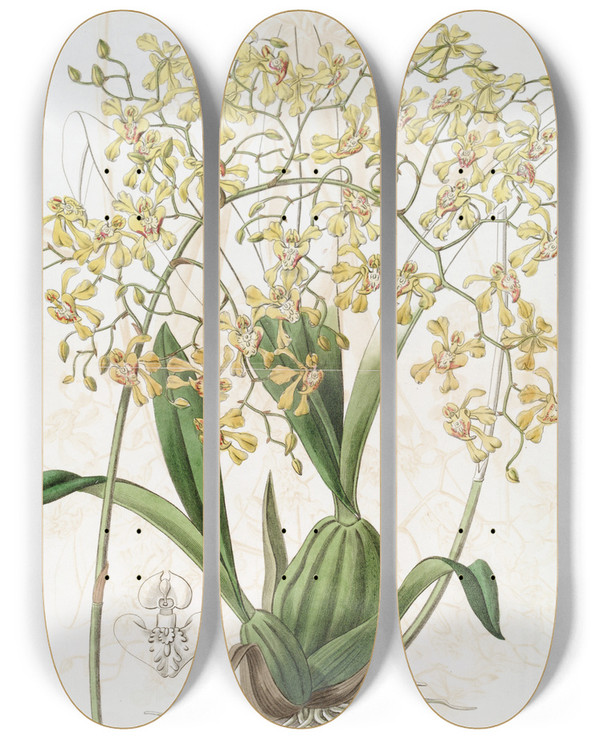Triptych art skateboard deck of Sydenham Edwards Triangularlipped Oncidium by Sydenham Edwards (1768-1819)