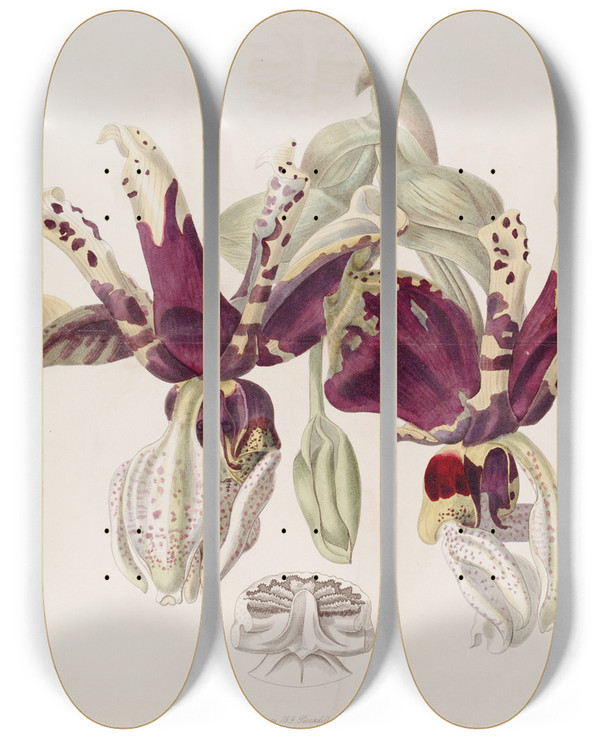 Triptych art skateboard deck of Sydenham Edwards Tigerflowered Stanhopea by Sydenham Edwards (1768-1819)