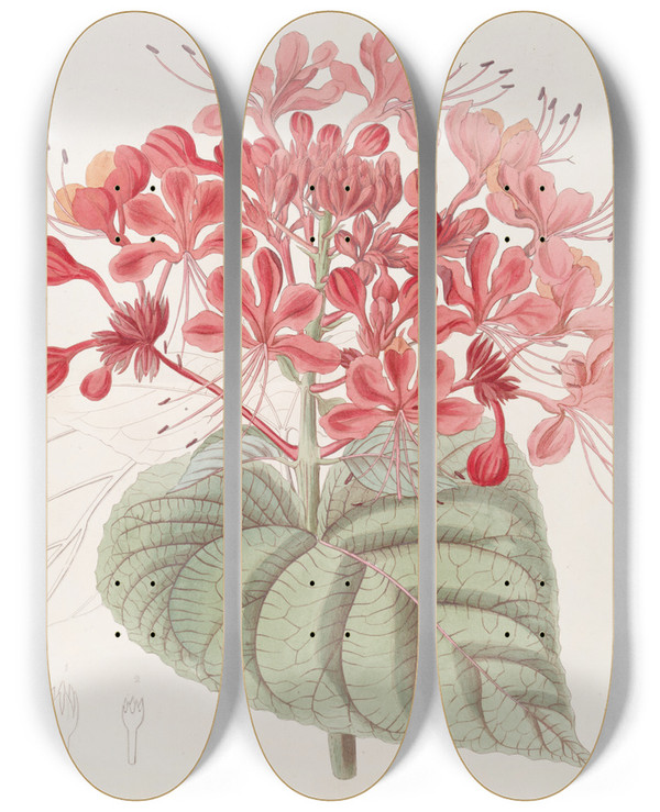 Triptych art skateboard deck of Sydenham Edwards Unlucky Clerodendron by Sydenham Edwards (1768-1819)