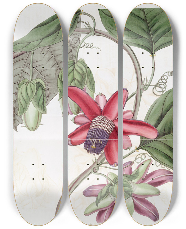 Triptych art skateboard deck of Sydenham Edwards Crimson Passionflower_2 by Sydenham Edwards (1768-1819)