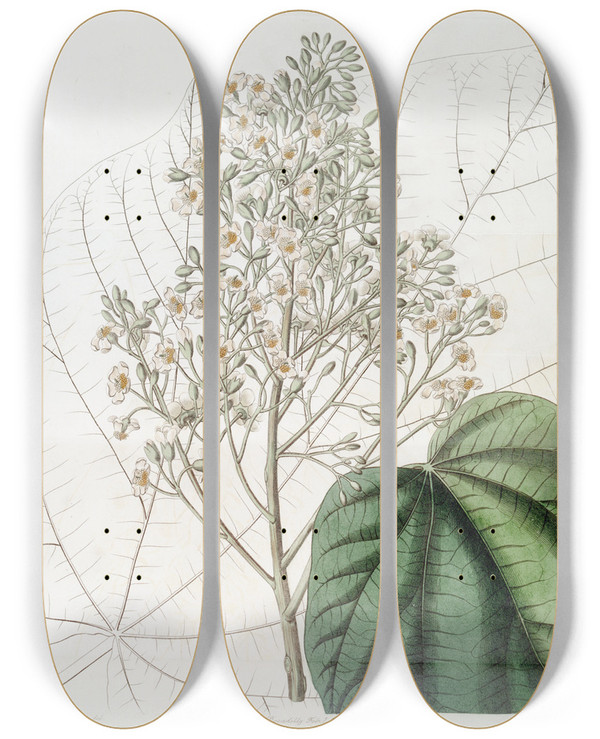 Triptych art skateboard deck of Sydenham Edwards Lofty Brownlowia by Sydenham Edwards (1768-1819)