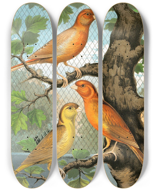 Triptych art skateboard deck of W A Blakston Cinammon Canaries by W A Blakston (19-)