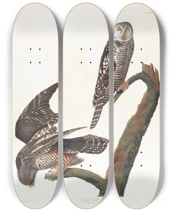 Triptych art skateboard deck of John James Audubon Hawk Owl by John James Audubon (1785-1851)