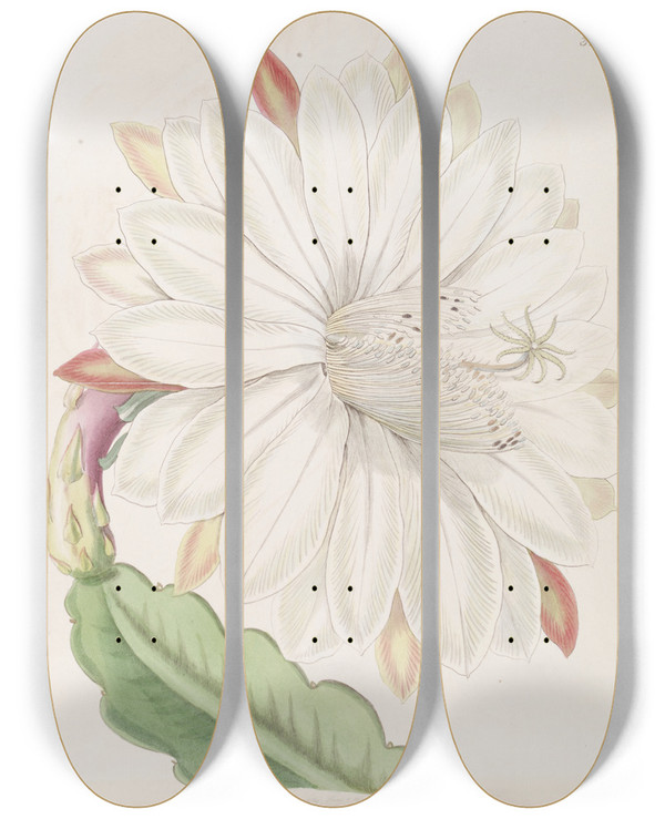Triptych art skateboard deck of Sydenham Edwards Crenated Torch Thistle by Sydenham Edwards (1768-1819)