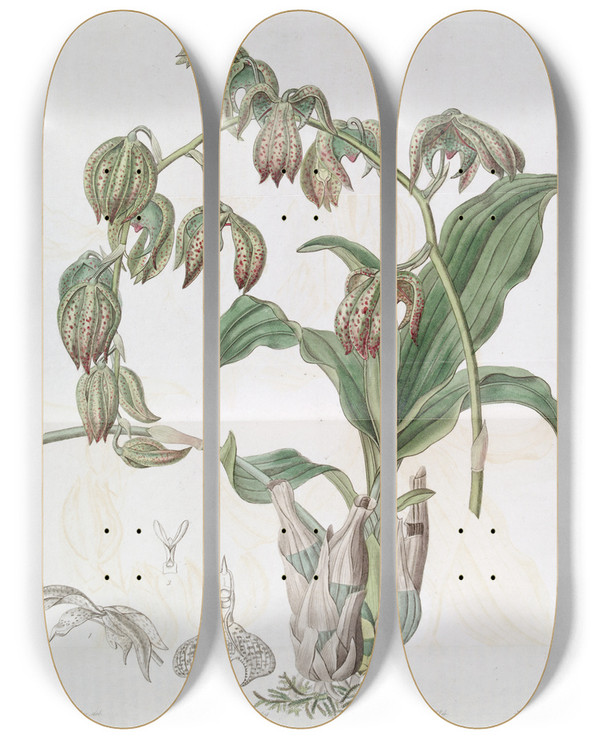 Triptych art skateboard deck of Sydenham Edwards Drooping Flywort by Sydenham Edwards (1768-1819)