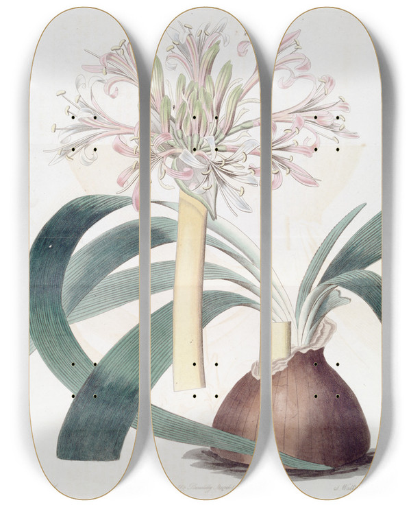 Triptych art skateboard deck of Sydenham Edwards Pale Corana Amaryllis by Sydenham Edwards (1768-1819)