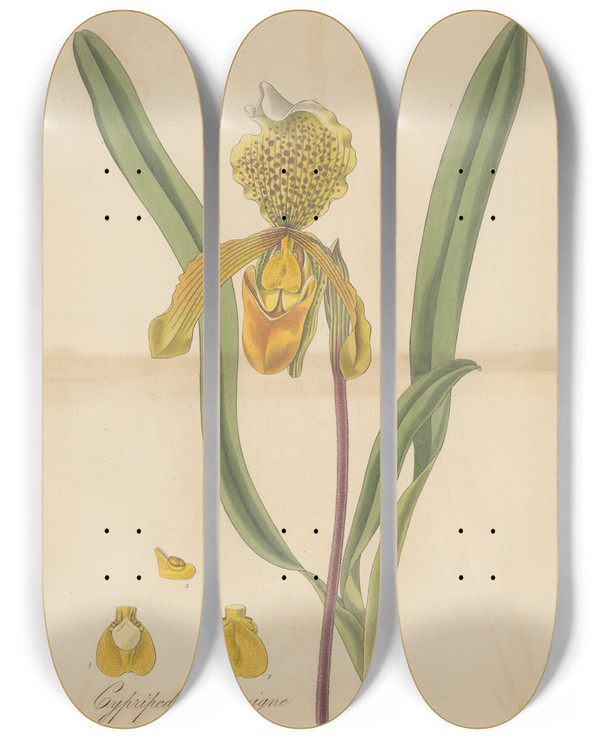 Triptych art skateboard deck of William Jackson Hooker Cypripedium Insigne by William Jackson Hooker (1785-1865)