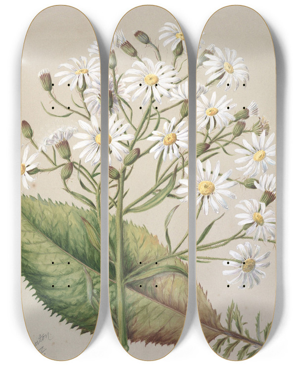 Triptych art skateboard deck of Sarah Featon Senecio Hectori by Sarah Featon (1848-1927)