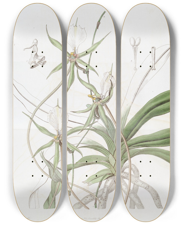 Triptych art skateboard deck of Sydenham Edwards Longtailed Angraecum by Sydenham Edwards (1768-1819)