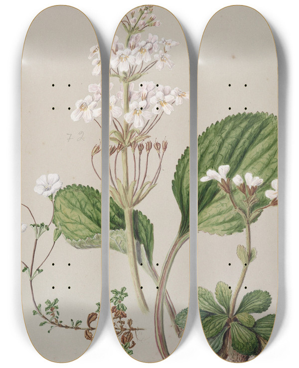 Triptych art skateboard deck of Sarah Featon Ourisia by Sarah Featon (1848-1927)