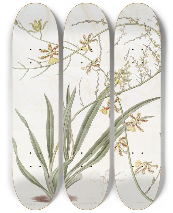 Triptych art skateboard deck of Sydenham Edwards Lofty Oncidium by Sydenham Edwards (1768-1819)