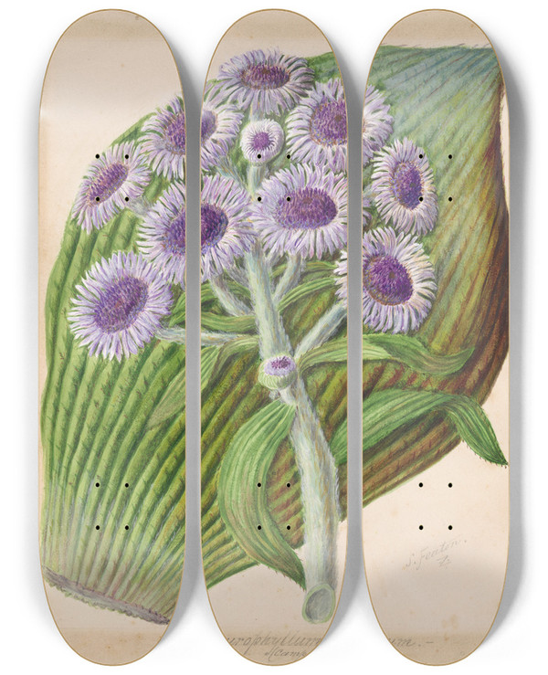 Triptych art skateboard deck of Sarah Featon Antarctic Daisy by Sarah Featon (1848-1927)