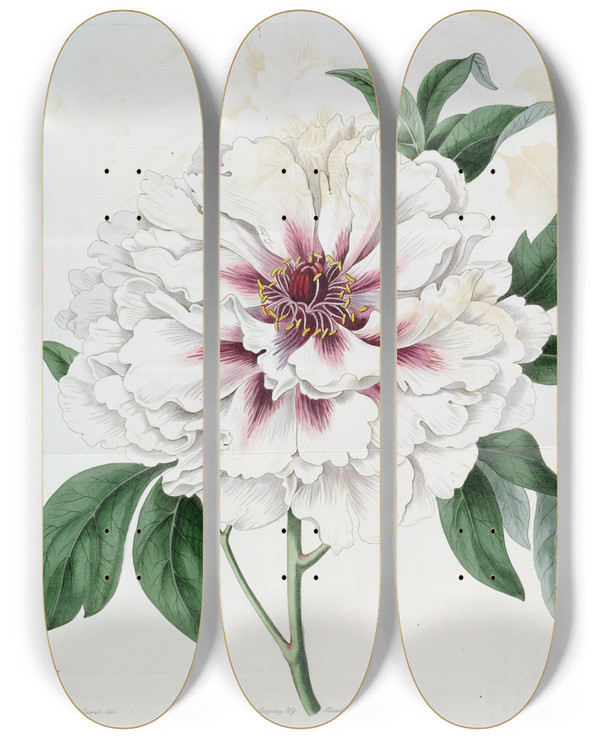 Triptych art skateboard deck of Sydenham Edwards Doublewhite Tree Peony by Sydenham Edwards (1768-1819)